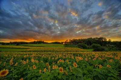 Sunflowers by sunset