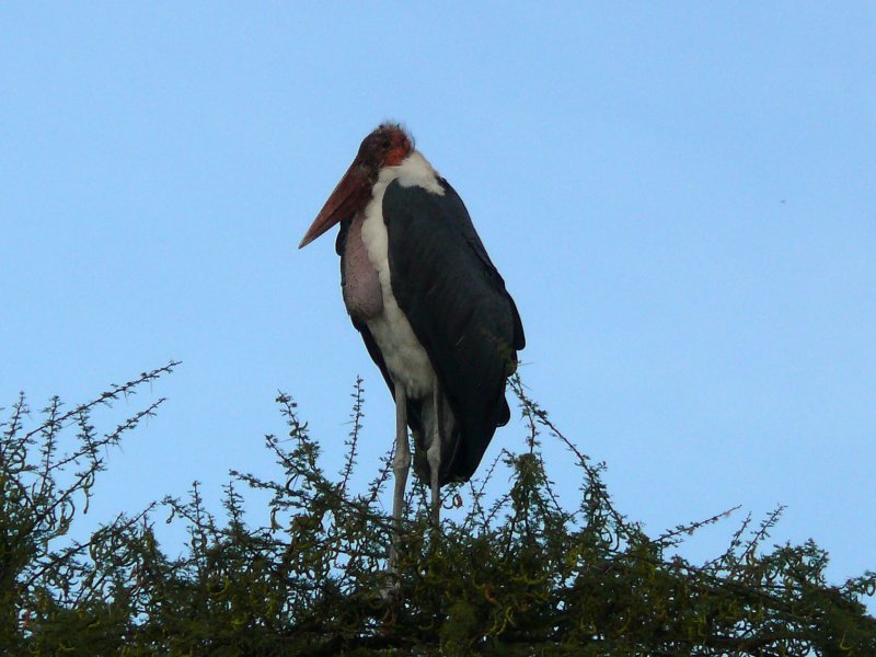 Maribou stork sitting in a tree