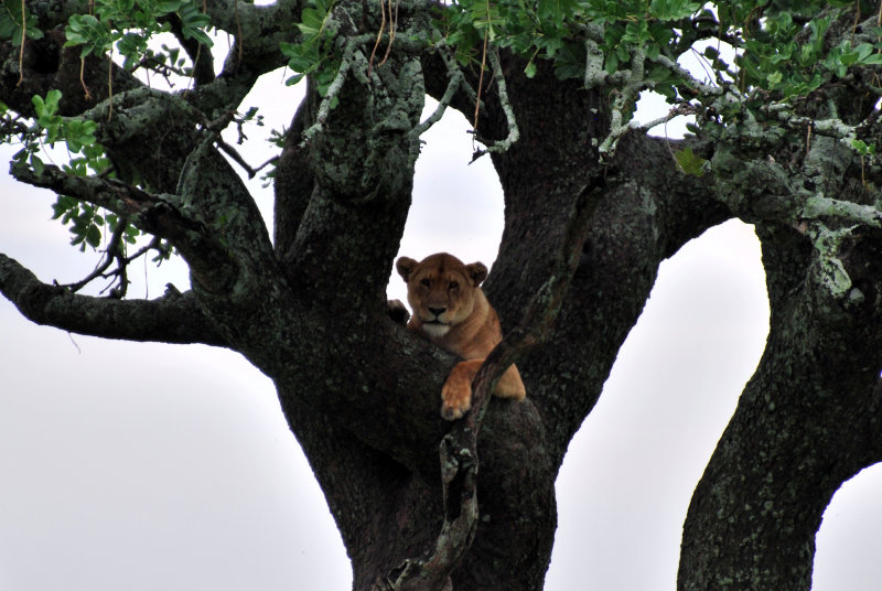 We came across some more tree-climbing lions