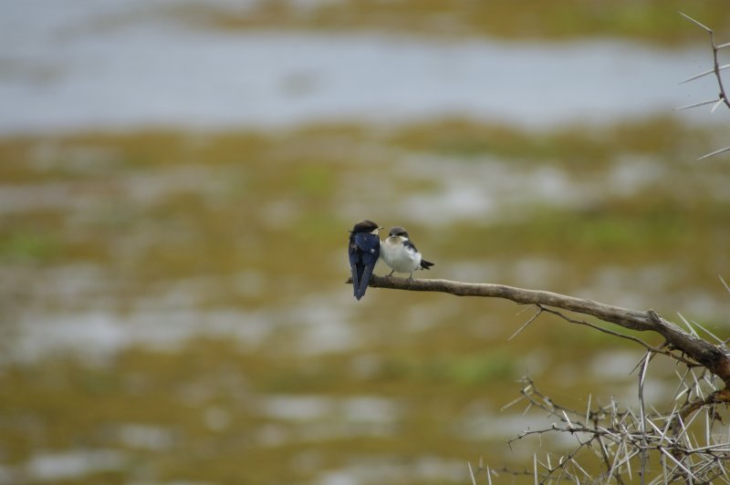 Swallows