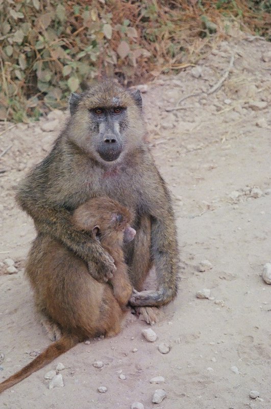 Olive Baboon & youngster