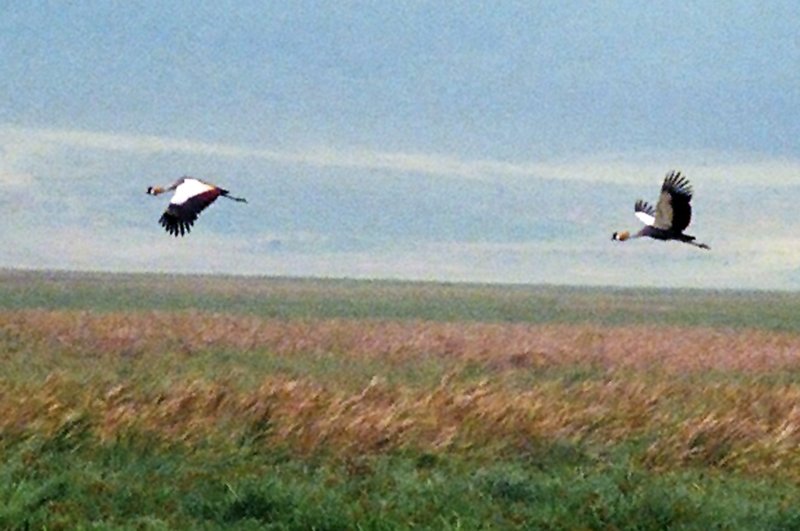 Crowned cranes in flight