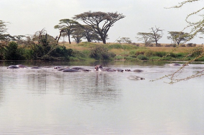 Hippos in the Seronera River