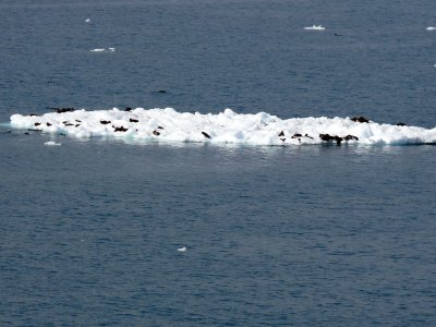 An iceberg with tons of otters on it