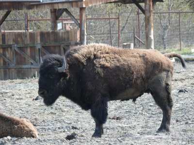 Plains Bison, they are just starting to molt