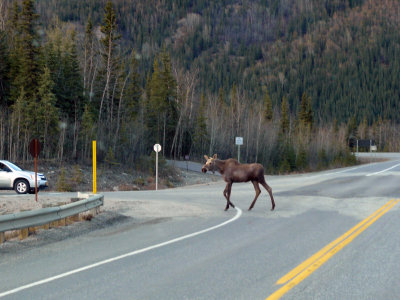 Just as we were turning into Denali Park, a moose crosses our path!