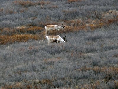 Our first wildlife sighting - caribou