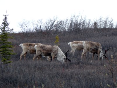 More caribou, doing what caribou do best (grazing)