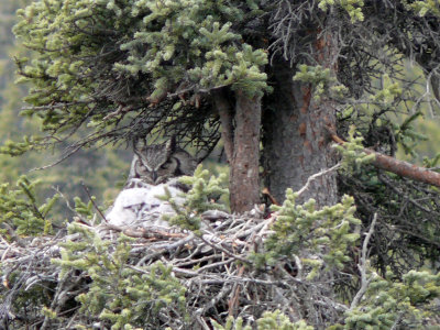 A great horned owl sits on her nest