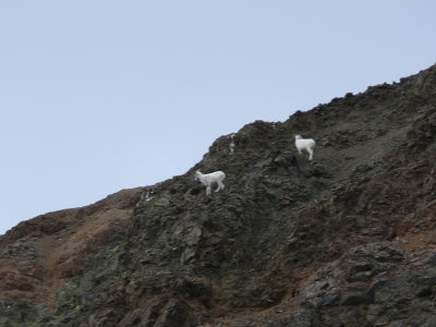 More dall sheep on the mountainside