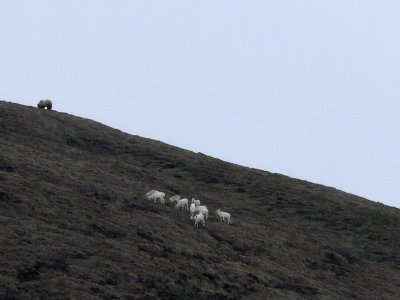 Waaay up there is a grizzly behind the sheep