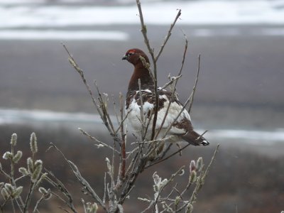 Alaska's national bird - the ptarmigan