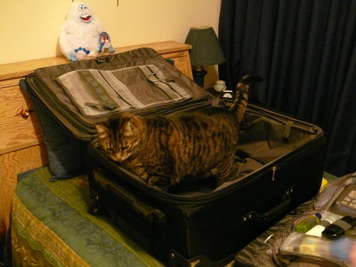 Bailey, as usual has to get in the suitcase as I'm trying to pack