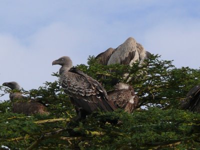 Vereaux vultures in a tree
