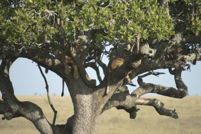 Two more lions hanging around in a sausage tree!