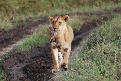 Ohmigosh!  A mom carries her sleeping cub