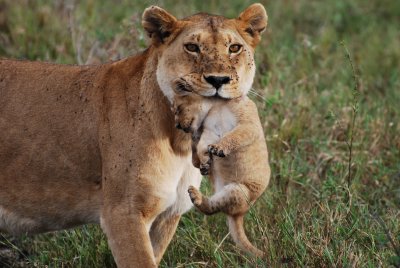 Serengeti, May 31, 2009