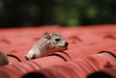 Rock hyrax at the Seronera Area