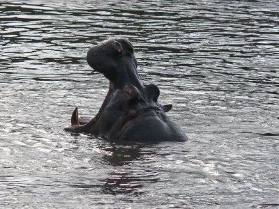 Hippo yawning