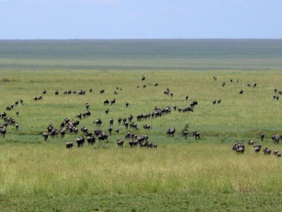 The wildebeest migration just before Naabi Hill Gate