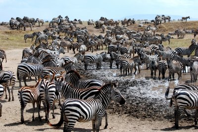 31. Zebra at the waterhole