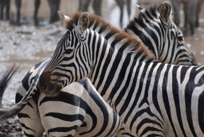 Zebra