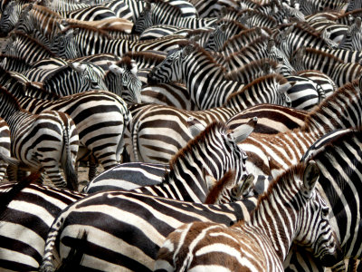 Zebra wallpaper - tons of them!