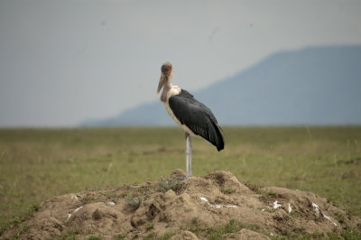 A maribou stork waits patiently for his turn at a kill