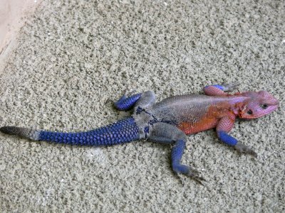 Agama lizzard - such colourful creatures!