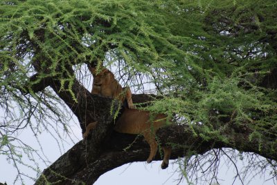 More tree climbing lions!  The flies were really bad in the Serengeti this time around.