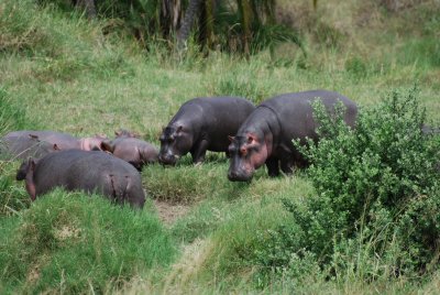 Look!  Hippos out of water!