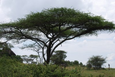 More Serengeti scenery