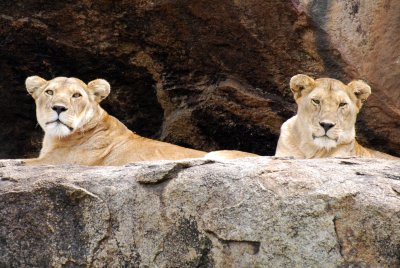 Lions on a kopje