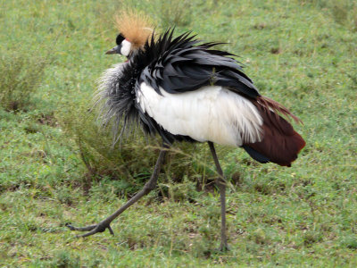 Crowned crane