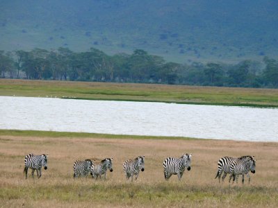 Zebras by the lake - or the springs maybe?