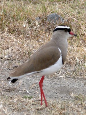 Crowned plover