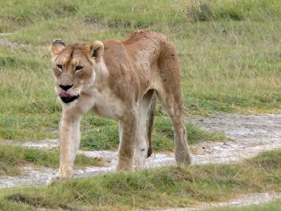 One of the crater's many lions