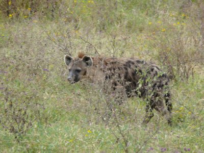 A spotted hyena looks at the zebra from afar