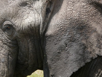 Everyone has to take a close up of an elephant in Africa!