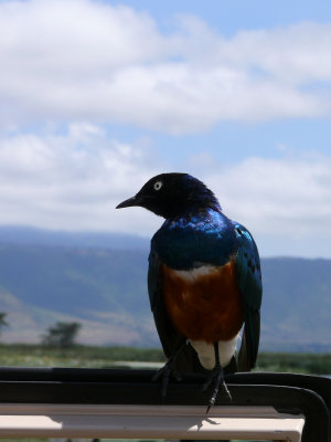 Superb starling.  He was hungry and wanted to share our lunch
