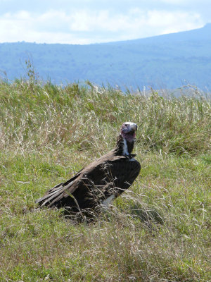 Lapis-faced vulture