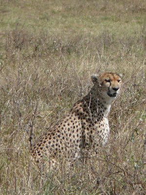 That incredible creature - a cheetah