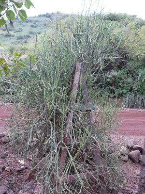 The bush that Lake Manyara is named for - Euphorbia tirucalli
