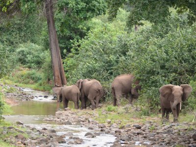 Elephants about to cross a creek