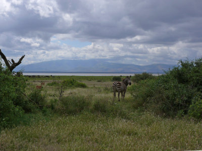 An impala and a zebra in front of the lake