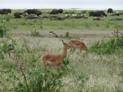 Cape buffalo and impala