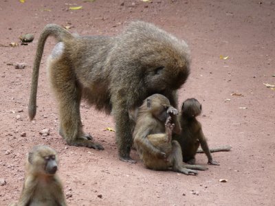 Olive baboons, the young are playing