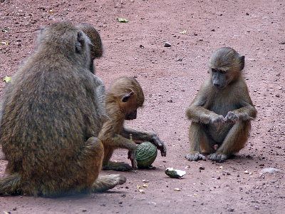 Lake Manyara Park - A baboon soccer game