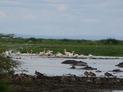 Lake Manyara Park - Great white pelicans & egyptian geese on the swampy part of the lake