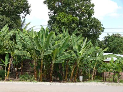 Banana trees on the side of the road